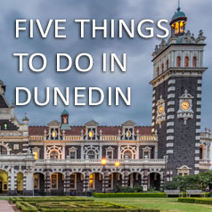 things-to-do-in-dunedin